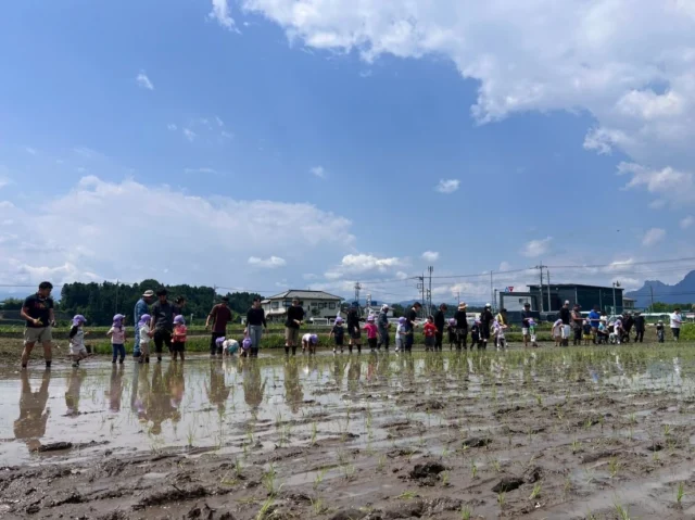 🌱‬田植え🌱‬

はな組は保護者の方と一緒に田植えを行いました！

畑の先生方にご指導いただき、慎重に田んぼの中に入っていきます✨
｢冷たーい！｣｢気持ちいいー！｣など、田んぼの感触を肌で感じた子どもたち！お家の人と一つ一つ丁寧に植えていきました😊

田植えの後の水遊びは冷たくて、とっても気持ちよかったね！

手で植えていく田植えは子どもたちにとっても貴重な体験✨
秋にはたくさんのお米が収穫できるかな？
今から楽しみだね☺️

ご協力いただいた保護者の皆様、ありがとうございました！

#後閑あさひ保育園
#田植え
#どろんこ