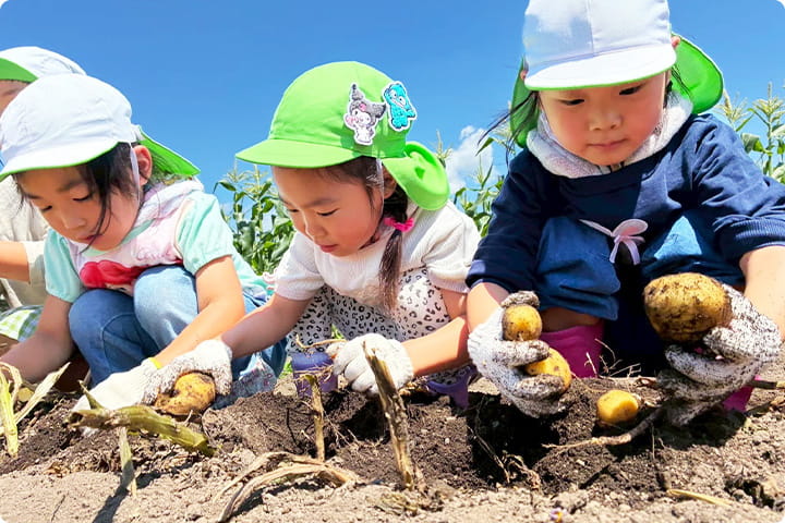 芋掘りを楽しむ園児たち