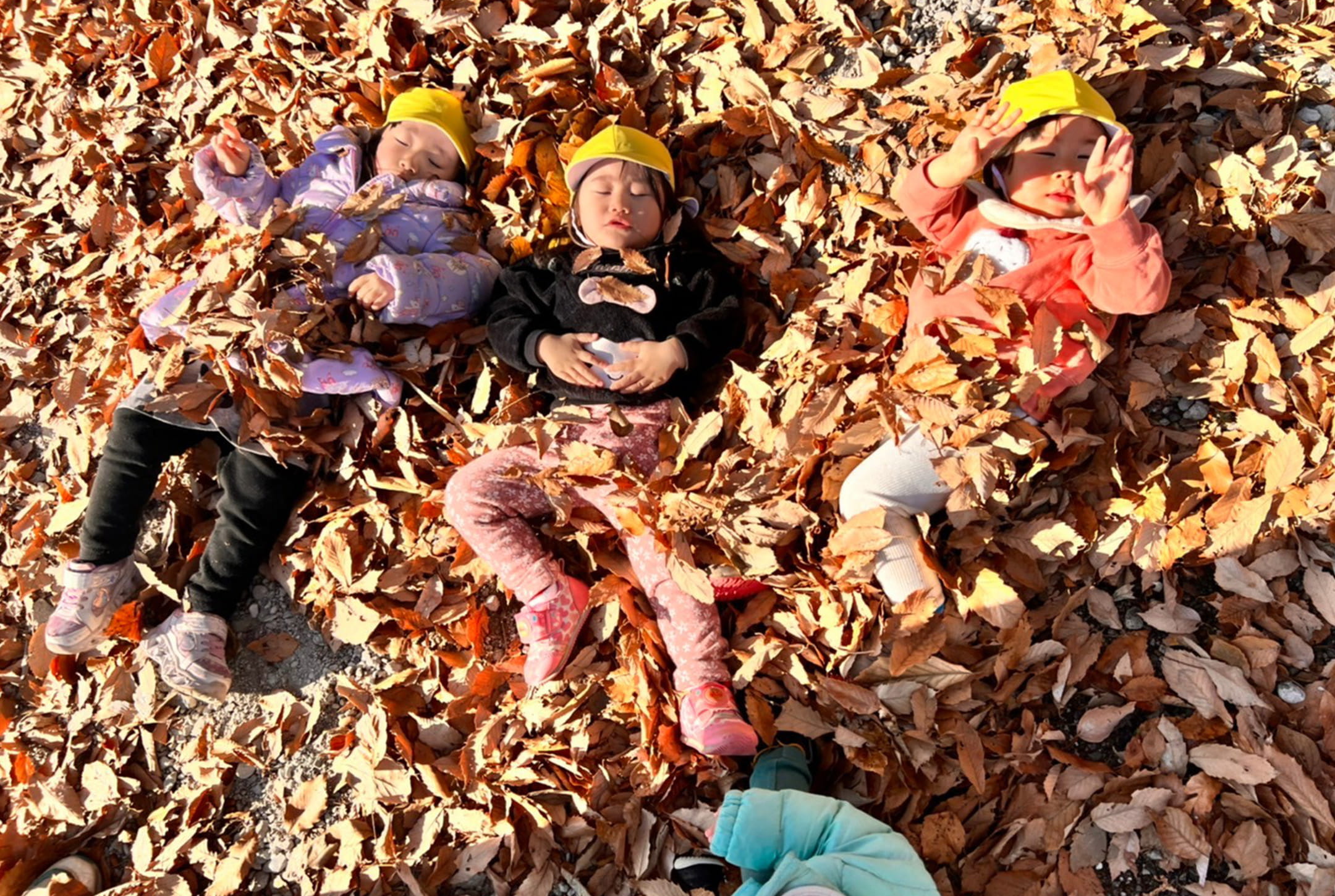 落ち葉の上に寝転びながら遊ぶ黄色い帽子の子どもたち