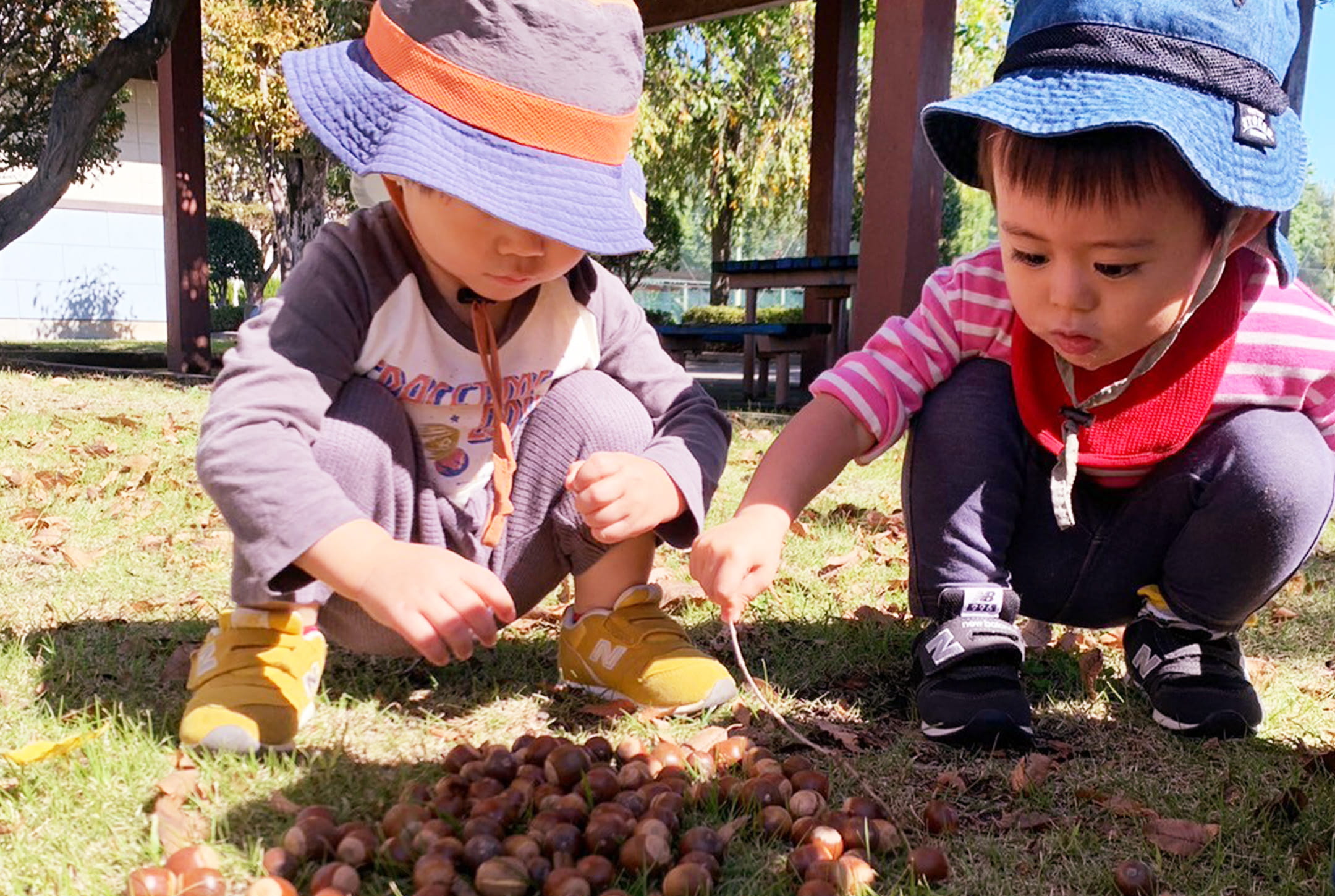 帽子をかぶった子どもたちが地面に落ちたドングリを拾っている場面