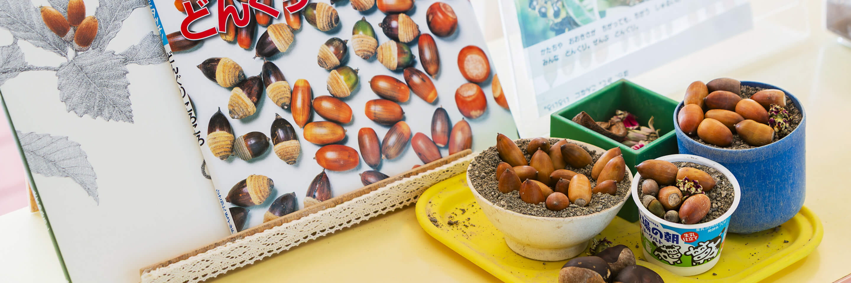 どんぐりの図鑑と一緒に、さまざまな種類のどんぐりが器に入れて展示されている様子
