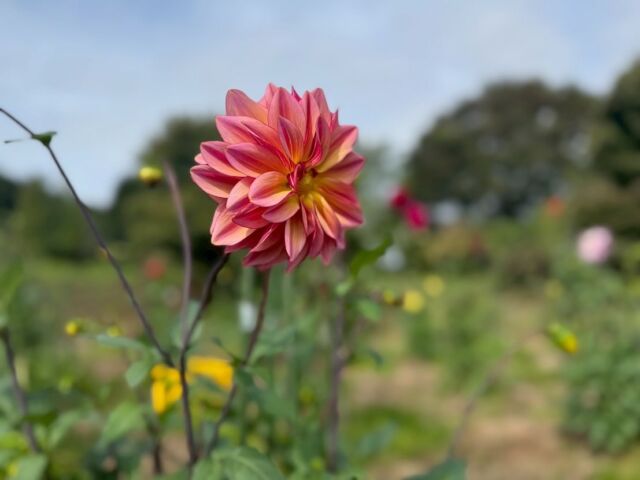 🌼園外保育🌼

今日はことり、ちょうちょ、はな組のみんなでアイリスの丘へ園外保育に行きました！

ちょうちょ組さんとはな組さんは手を繋いでお散歩をしながらしゅっぱつ！
ことり組さんはバスに乗って向かいました。

到着すると、色とりどりのお花が沢山咲いていて子どもたちは大喜び！
「かわいいね」「きれいだね」と笑顔いっぱいに楽しむ姿が見られました🌼

みんなでまたお散歩に行こうね♪

#後閑あさひ保育園
#ことり組
#ちょうちょ組
#はな組
#お散歩 
#アイリスの丘