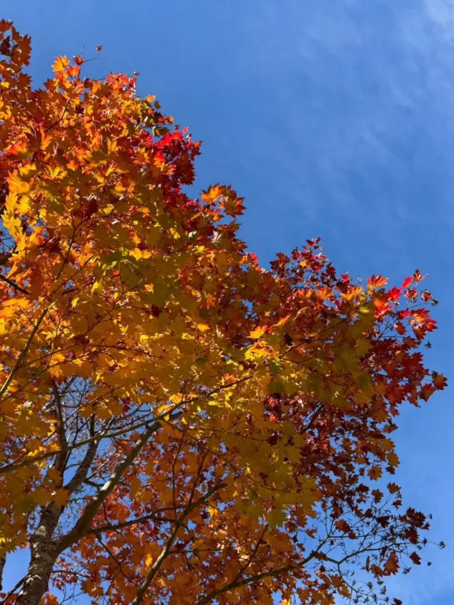 ＊ひまわり組　バス遠足＊

今日ひまわり組さんは、
後閑あさひ保育園のちょうちょ組さんと一緒に、
湯川ふるさと公園に行ってきました。

秋空の下、
赤や黄色に染まった葉や、どんぐりがお出迎えしてくれ、
落ち葉のブーケを作ったり、袋いっぱいにどんぐり拾いをしたり、秋の自然を満喫！！

アスレチックでは沢山の遊具に大興奮！
元気いっぱいに走り回って楽しんでいました。

沢山遊んだあとは
お家の方が愛情いっぱいに作ってくれたお弁当！

何日も前から
「お弁当、いつ持って行くの？」
「◯◯のお弁当、持っていく事に決めたよ！」
と今日の日が来る事を楽しみにしていたひまわり組さん。
楽しみ過ぎて、行きの朝のバスの中で
「お腹、空いた、早く食べたい」と言っていた子も！
「いただきます」の挨拶が終わると「先生、見て！」と
自慢のお弁当を見せてくれました。
朝早くからお弁当の準備など、ご協力ありがとうございました。

#バス遠足
#湯川ふるさと公園
#ひまわりぐみ
#あさひ第二保育園
#後閑あさひ保育園