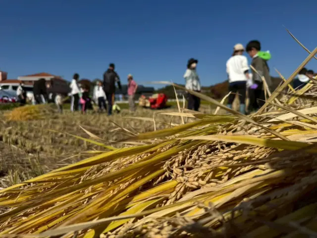 ★さくらぐみ　稲刈り★

今日は保護者の方と稲刈り体験をしました🌾

冬も近付く中の気温とは思えないくらい、
今日は暖かく綺麗な青空で、
稲穂の色もとってもキレイに映っていました✨

稲刈りを体験するのが初めての子も多かったと思いますが、あっという間に
たくさん刈ることができました✨

保護者の皆様、お忙しい中ご参加いただきありがとうございました😆

美味しいお米ができてるかな？！
食べるのが楽しみです♪

#稲刈り
#あさひ第二保育園
#さくらぐみ