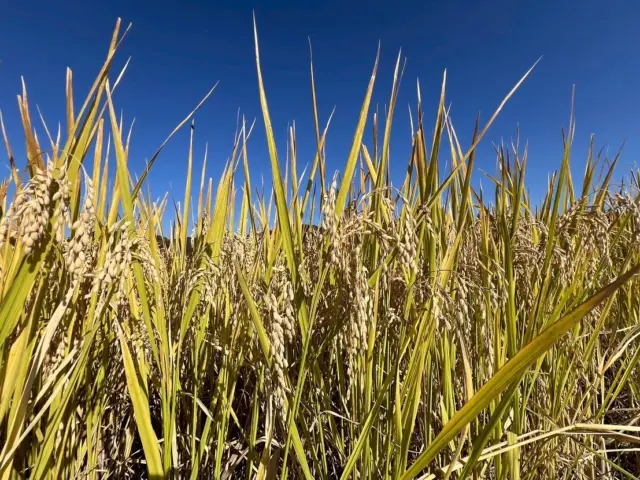 🌾 稲刈り 🌾

今日は秋風がとても心地よく、まさに稲刈り日和でした。
はなぐみさんは保護者の方と一緒に、みんなで稲刈りに出かけました🌾

6月に子どもたちが植えた苗は、立派に成長していました✨

バスで稲刈りへ向かう途中には、稲にまつわるクイズ大会も開催！🎩
「稲の色は何色かな？」
「どれくらいの高さまで育っているかな？」
ワクワクしながら答えを考え、実際に稲を見て答え合わせをしました。

すると、
「黄色や茶色、緑色があった！」
「お腹くらいの高さまで伸びてた！」
と、目を輝かせて話していました👀✨

稲刈りでは、昔ながらの鎌を使って収穫を体験。
鎌の使い方のお約束をきちんと守り、ケガなく上手に刈ることができました🌟

子どもたちにとって、お米の大切さを知る貴重な体験になりました🍚
このお米は、これからどんな料理に変身するのでしょうか…💭

#後閑あさひ保育園
#稲刈り🌾日和