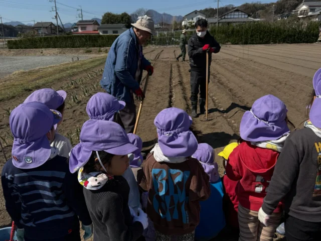 🥔ちょうちょ組　じゃがいもの苗植え🥔

ちょうちょ組は、畑の先生と一緒にじゃがいもの苗植えを行いました🌱
一定の間隔をあけながら苗を植え、最後に肥料もまきました！

「じゃがいもができたらこれを作りたい！」「ポテトがいい！」と、収穫後の楽しみも広がっている子どもたち☺️✨

みんながはな組になった6月頃に収穫予定です🌼
今からとても楽しみだね！

じゃがいもがたくさん育ちますように💭🥔

#後閑あさひ保育園
#じゃがいもの苗植え