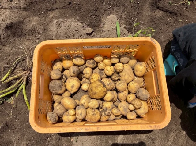 🥔じゃがいも掘り＆ブルーベリー狩り🫐

今日はな組は念願のじゃがいも掘りを行いました！
畑の先生、萩原さんにじゃがいも掘りのポイントを教えてもらった子どもたち✨
どんどん掘り進めていくと、大きいじゃがいもから赤ちゃんじゃがいもまで🤭
「大きいの取れた！」「どっちの方が大きいかな？」と会話を楽しみながら収穫することが出来ました😊

頑張ったあとのご褒美はブルーベリー狩り🫐
ブルーベリーは大きくて黒いものが美味しいサイン😋
ちょうちょ組さんとブルーベリー狩りを存分に楽しみ、友だちや先生と「どうぞ！」とプレゼントし合いながら、食材に興味を広げることができた1日となりました⭐️

お土産に採れたてのじゃがいもを💛
どんなお料理に変身したかな？😆

#後閑あさひ保育園
#じゃがいも掘り
#ブルベリー狩り